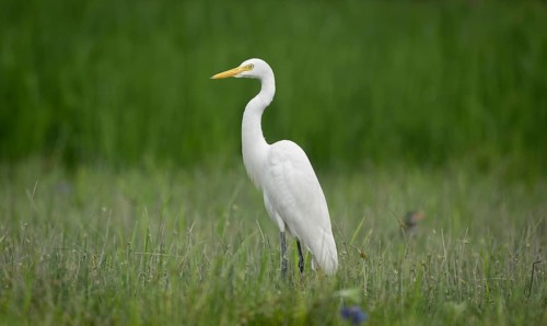 Great Egret (Ardea alba) standing alertly in a green field, Sreepur, Gazipur, Bangladesh