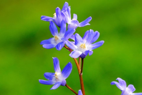 Blue star, flower, plant, bloom, blue stars, little blue stars, (Cilla bifolia)