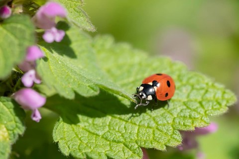 Seven spot ladybird or ladybug (Coccinella septempunctata) on a red dead nettle leaf, Suffolk,