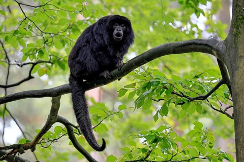 Black howler monkey (Alouatta caraya), adult, male, tree, sitting, calling, South America