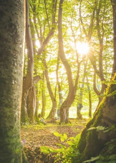 Girl from distance sits by beautiful trees in the forest morning sunburst in the background.