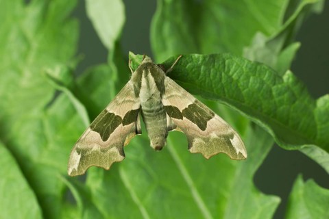 Lime hawkmoth (Mimas tiliae) adult moth insect resting on a leaf, Suffolk, England, United Kingdom