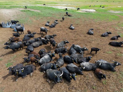 Buffalo herd lying relaxed on a wide meadow under the open sky, aerial view, water buffalo,