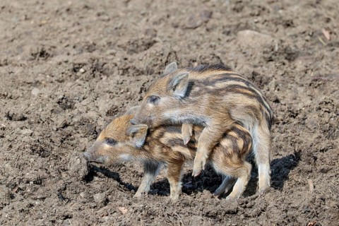 Two young wild boars (Sus scrofa) are playing together on a sunny day in a dry field. Dominance