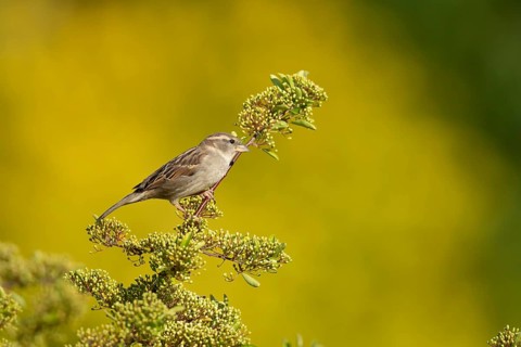 House sparrow (Passer domesticus) adult female bird on a garden Pyracantha tree, Suffolk, England,