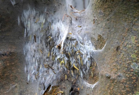Caterpillars and pupal cocoon, spindle ermine moth caterpillars, Yponomeuta cagnagella, Suffolk,