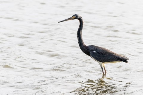 Tricoloured heron (Egretta tricolor), Curacao