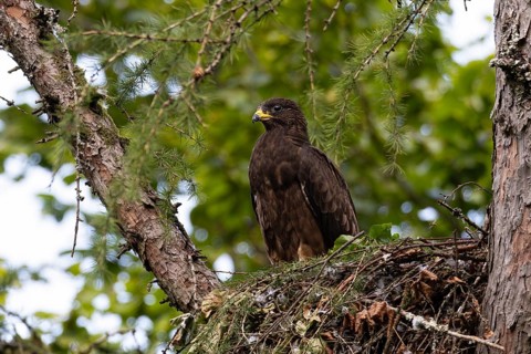 Honey buzzard (Pernis apivorus), a fledgling standing on the edge of its nest on a larch tree in a