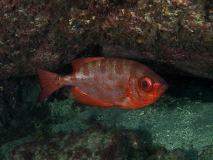 A red big-eyed perch, or glass-eyed perch (Heteropriacanthus cruentatus), rests in the shade of a