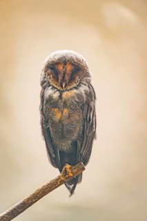 Western barn owl (Tyto alba) sitting on a branch, Germany