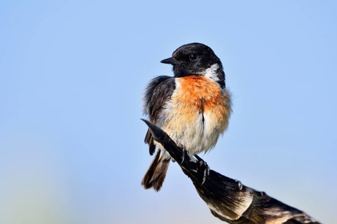 Stonechat (Saxicola rubicola), male, Algarve, Portugal
