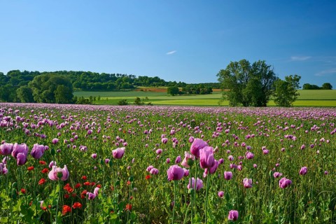 A field of pink poppies, set against a backdrop of green countryside and trees under a blue sky,