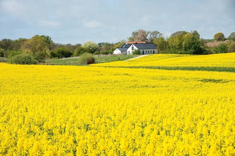 Landscape with fields of yellow flowering rapeseed and with farm in the background in Ystad