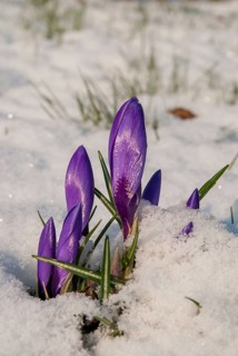 Crocus hybrid, crocus, flora, spring, high size, portrait, plants, snow, snow, spring