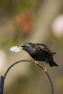 Common starling (Sturnus vulgaris) adult bird carrying a feather for nest material in its beak in