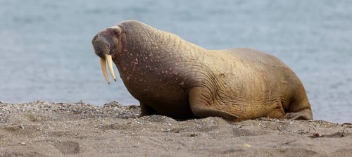 Walrus, (Odobenus rosmarus), (Trichechus rosmarus), animals, mammals, Spitsbergen, Longyearbyen,