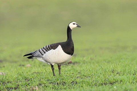 White-fronted goose or barnacle goose (Branta leucopsis), standing in a meadow in the wintering