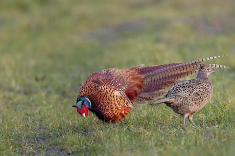 During the side display, the male pheasant (Phasianus colchicus) shows the hen his tail feathers