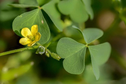 Upright sorrel, oxalidaceae, oxalis stricta, oxalis europaea, oxalis fontana, sorrel, sour clover,