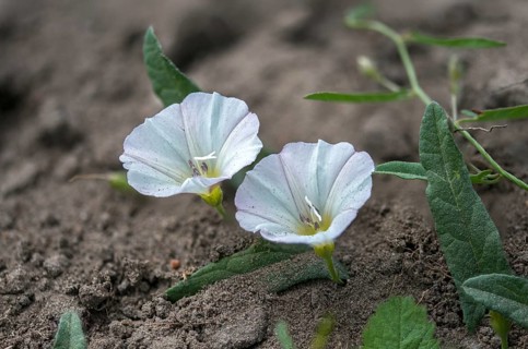 Field Winds, Convolvulaceae, Convolvulus Arvensis, Winch, Field Bindweed, Flora, Plants, Winds