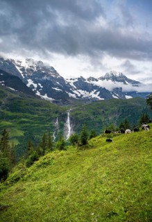 Alpine meadow with a herd of yaks (Bos mutus), picturesque mountain landscape with Schmadribach