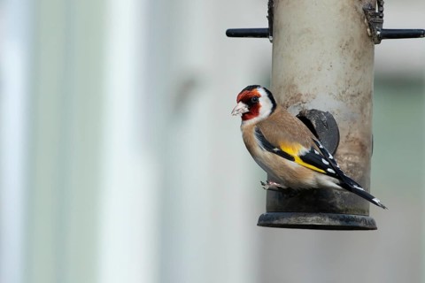 European goldfinch (Carduelis carduelis) adult bird on a garden bird feeder, Suffolk, England,