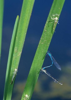 Mug azure maiden, common blue damselfly, enallagma cyathigerum, northern flower, couple,