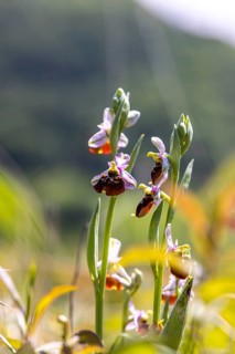 Ragwort (Ophrys) . Orchid on the orchid meadow Neuffener Heide on the eaves of the Swabian Alb.