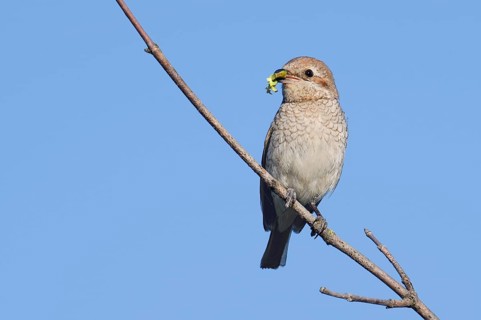 Red-backed Shrike (Lanius collurio), female with prey in its beak, North Rhine-Westphalia, Germany