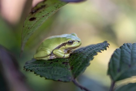 Tree frog (Hyla arborea), Lower Saxony, Germany