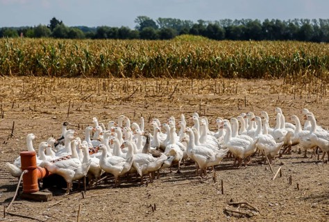 Wittichenau, Oberlausitz, Saxony, Germany - Geese in the maize field, animals on the family-run