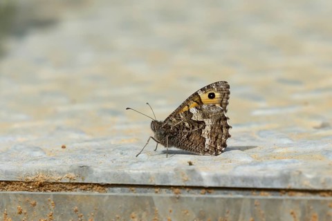 Grayling butterfly (Hipparchia semele) adult insect resting on metalwork in summer, Suffolk,