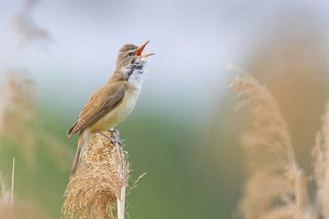 Reed warbler, (Acrocephalus arundinaceus), reedbed perch, biotope, habitat, animals, birds,