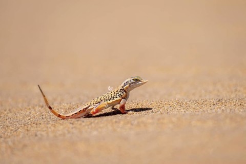 Shovel-nosed lizard (Meroles anchietae), in the sand, stretching its legs in the air to cool off,