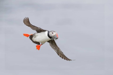 Atlantic Puffin (Fratercula arctica) flying with sandeels in beak, Iceland