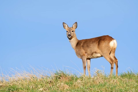 European roe deer (Capreolus capreolus), a doe standing in a meadow, North Rhine-Westphalia,
