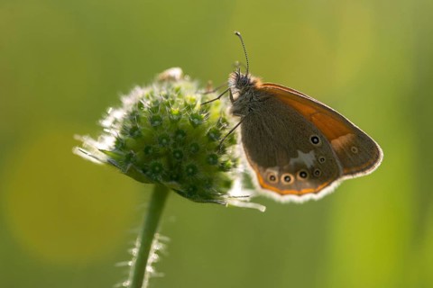 Chestnut heath, coenonympha glycerion, rust-brown meadowbird, red-brown meadowbird, butterfly,