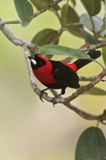 Masked Crimson Tanager (Ramphocelus nigrogularis) perched on a branch in Ecuador, South America