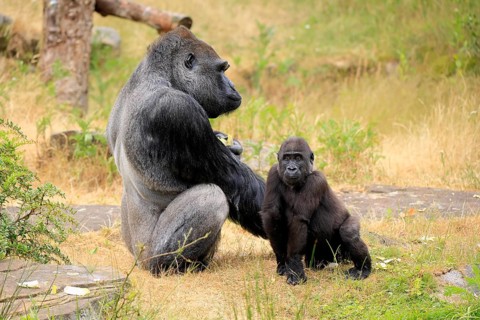 Western gorilla (Gorilla gorilla), adult, male, with young, sitting, on the ground