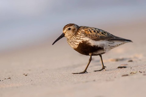 Dunlin (Calidris alpina), Poland