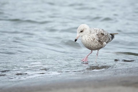 European Herring Gull (Larus argentatus), Lower Saxony, Germany