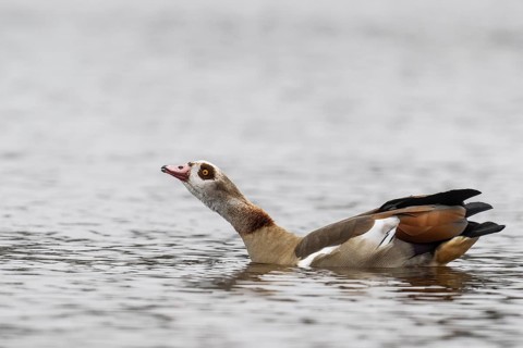 Egyptian goose (Alopochen aegyptiacus), swimming, Emsland, Lower Saxony, Germany