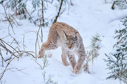 Eurasian lynx (Lynx lynx) walking in a snowy forest in winter, Bavaria, Germany