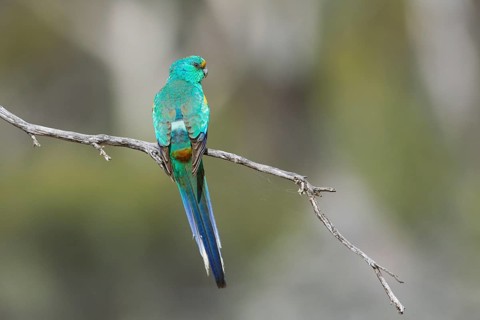 Mulga Parrot (Psephotellus varius) male perched on a branch, South Australia, Australia