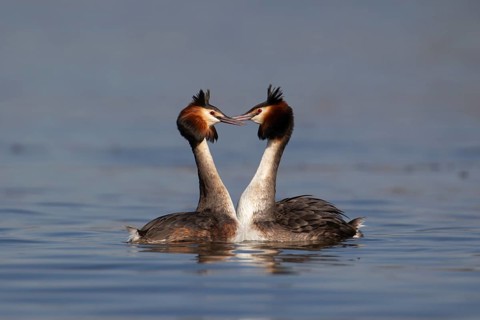 Great crested grebe (Podiceps cristatus) two adult birds performing their love courtship display on