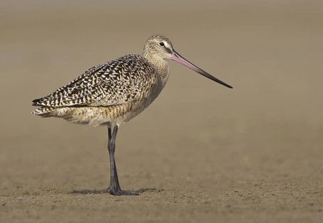 Marbled Godwit (Limosa fedoa), Texas, USA