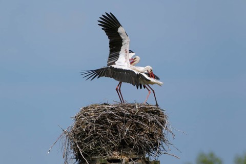 Weissstorch, lat. Ciconia ciconia, 2 Vögel kämpfen um das Nest, Storchendorf Rühstädt