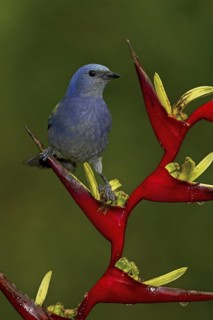 Golden-chevroned Tanager (Thraupis ornata), Atlantic rainforest, Brazil