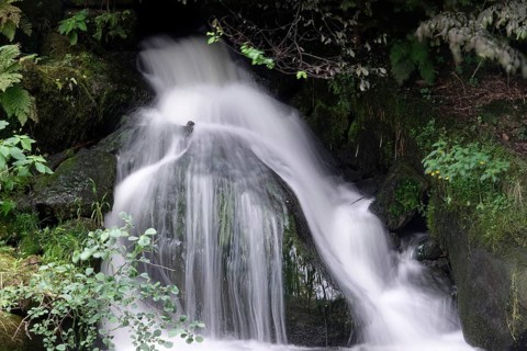 Liebethaler Grund, part of the Malerweg, summer, Saxon Switzerland, Saxony, Germany