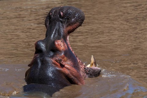 Hippo (Hippopotamus amphibius), South Africa